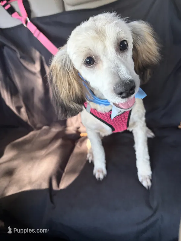 Gucci – Yorkipoo puppy for sale in Russellville, AR