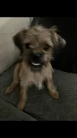 Chanel, a female Brussels Griffon for sale in Russellville, AR – 1 of 8