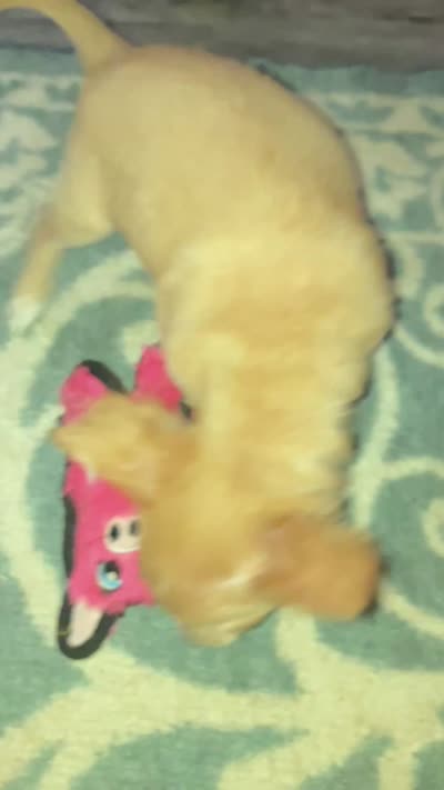 Gidget, a male Chihuahua for sale in Russellville, AR – 6 of 6