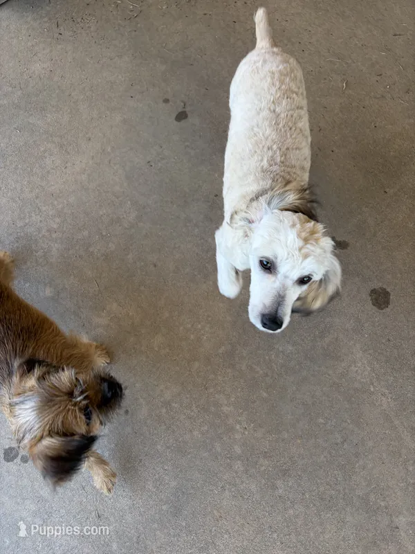 Gucci – Yorkipoo puppy for sale in Russellville, AR