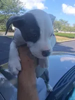 MOO MOO, a female American Staffordshire Terrier and American Pit Bull Terrier for sale in Indianapolis, IN – 4 of 5