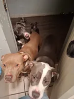 MOO MOO, a female American Staffordshire Terrier and American Pit Bull Terrier for sale in Indianapolis, IN – 5 of 5