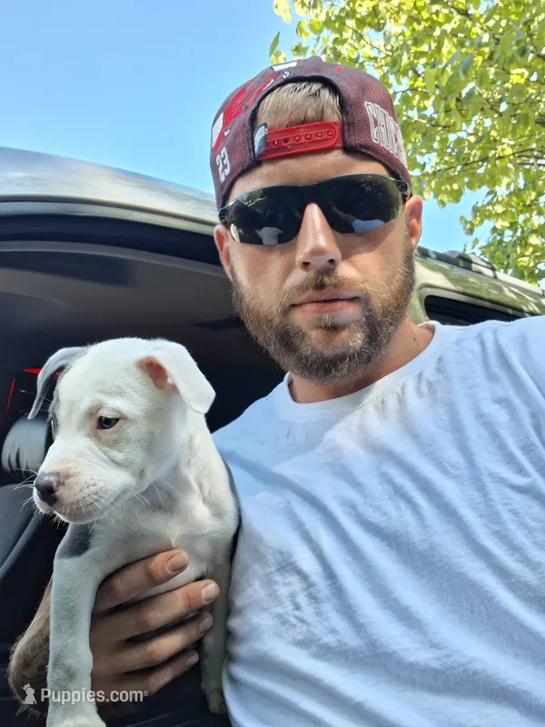 MOO MOO – American Staffordshire Terrier, American Pit Bull Terrier puppy for sale in Indianapolis, IN