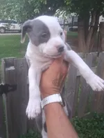 MOO MOO, a female American Staffordshire Terrier and American Pit Bull Terrier for sale in Indianapolis, IN – 2 of 5