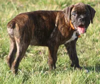 Orange collar , a male Boxer for sale in Greenfield, MO – Photo 7 of 10