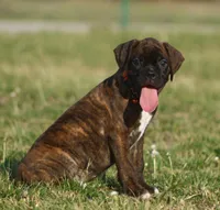 Orange collar , a male Boxer for sale in Greenfield, MO – Photo 4 of 10