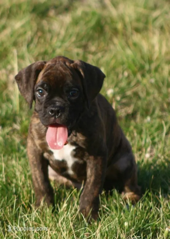 Orange collar  – Boxer puppy for sale in Greenfield, MO