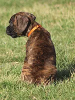 Orange collar , a male Boxer for sale in Greenfield, MO – Photo 3 of 10