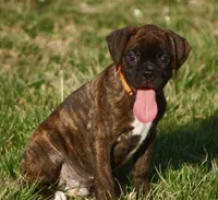 Orange collar , a male Boxer for sale in Greenfield, MO – Photo 9 of 10