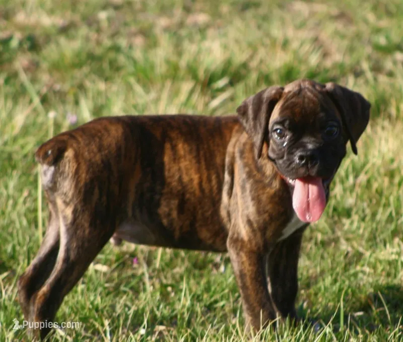 Orange collar  – Boxer puppy for sale in Greenfield, MO