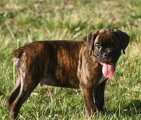 Orange collar , a male Boxer for sale in Greenfield, MO – Photo 6 of 10