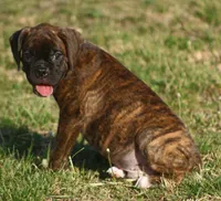 Orange collar , a male Boxer for sale in Greenfield, MO – Photo 8 of 10