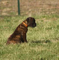 Orange collar , a male Boxer for sale in Greenfield, MO – Photo 2 of 10