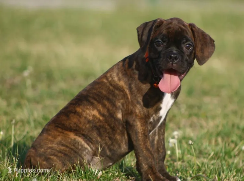 Orange collar  – Boxer puppy for sale in Greenfield, MO