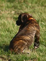 Orange collar , a male Boxer for sale in Greenfield, MO – Photo 10 of 10