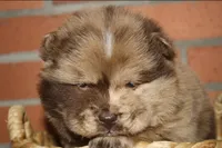 processed/086fd1f2-622f-4583-8937-8e33e06cd83d/listing/1f49580d-99ab-4a26-a31c-78221dda5a4e/64e8ce2e-8a29-4543-baae-2b43bccb31e4