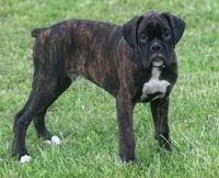 Blue collar , a male Boxer for sale in Greenfield, MO – 8 of 8