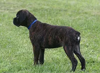Blue collar , a male Boxer for sale in Greenfield, MO – 1 of 8
