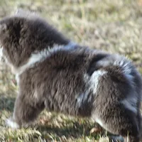 Valerie, a female Chow Chow for sale in Greenfield, MO – Photo 8 of 10
