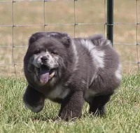 Sasha , a female Chow Chow for sale in Greenfield, MO – Photo 10 of 10