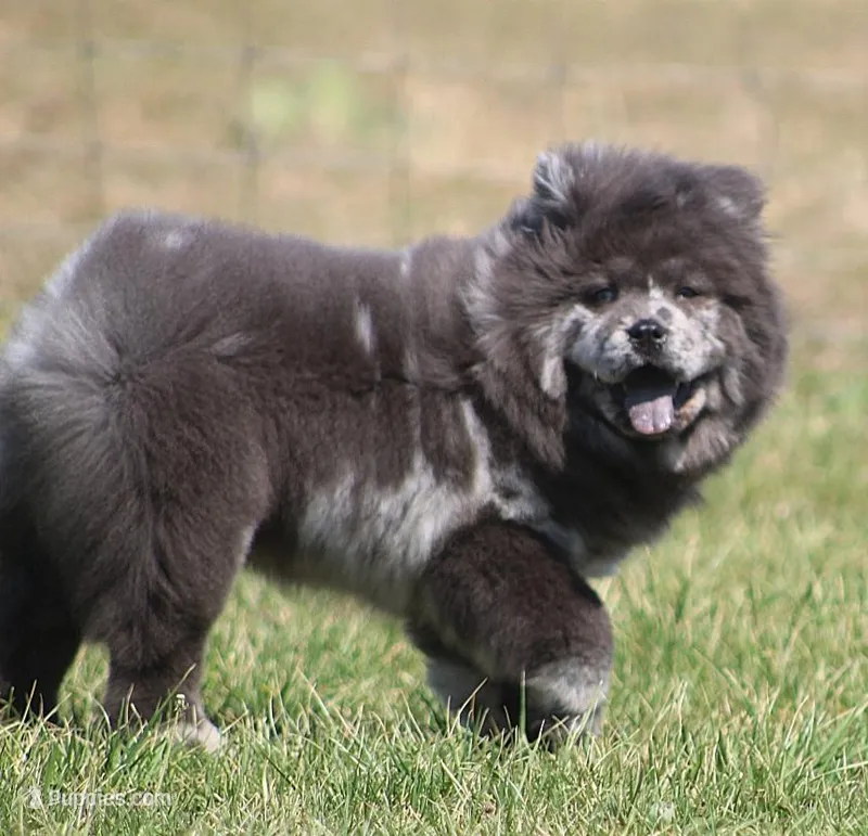 Valerie – Chow Chow puppy for sale in Greenfield, MO