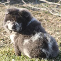 Valerie, a female Chow Chow for sale in Greenfield, MO – Photo 9 of 10