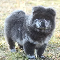 Valerie, a female Chow Chow for sale in Greenfield, MO – Photo 10 of 10