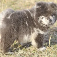 Valerie, a female Chow Chow for sale in Greenfield, MO – Photo 6 of 10