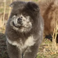Valerie, a female Chow Chow for sale in Greenfield, MO – Photo 3 of 10
