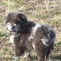 Valerie, a female Chow Chow for sale in Greenfield, MO – Photo 7 of 10