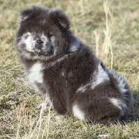 Valerie, a female Chow Chow for sale in Greenfield, MO – Photo 2 of 10