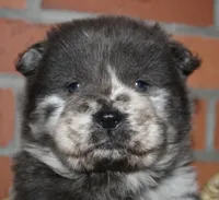 processed/086fd1f2-622f-4583-8937-8e33e06cd83d/listing/5d93e803-4160-4aa9-beb9-e861ca224c16/9cf8d50b-42da-4eb4-927f-677c41050607