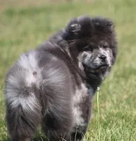 Sasha , a female Chow Chow for sale in Greenfield, MO – Photo 5 of 10