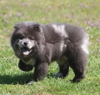 Sasha , a female Chow Chow for sale in Greenfield, MO – Photo 4 of 10