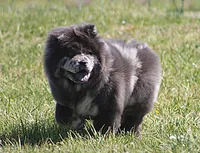 Sasha , a female Chow Chow for sale in Greenfield, MO – Photo 7 of 10
