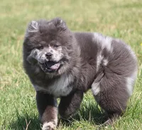 Sasha , a female Chow Chow for sale in Greenfield, MO – Photo 8 of 10