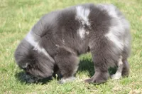 Sasha , a female Chow Chow for sale in Greenfield, MO – Photo 2 of 10