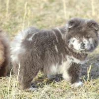 Valerie, a female Chow Chow for sale in Greenfield, MO – Photo 5 of 10