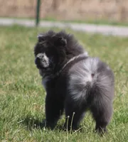 Sasha , a female Chow Chow for sale in Greenfield, MO – Photo 3 of 10