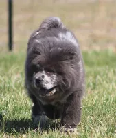 Sasha , a female Chow Chow for sale in Greenfield, MO – Photo 6 of 10