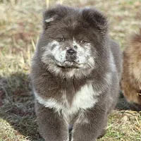 Valerie, a female Chow Chow for sale in Greenfield, MO – Photo 4 of 10