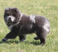 Sasha , a female Chow Chow for sale in Greenfield, MO – Photo 9 of 10