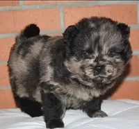 Archie, a male Chow Chow for sale in Greenfield, MO – Photo 8 of 8