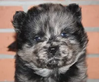 Archie, a male Chow Chow for sale in Greenfield, MO – Photo 1 of 8