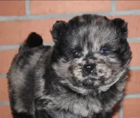 Archie, a male Chow Chow for sale in Greenfield, MO – Photo 7 of 8