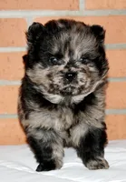 Archie, a male Chow Chow for sale in Greenfield, MO – Photo 4 of 8