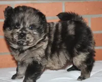 Archie, a male Chow Chow for sale in Greenfield, MO – Photo 6 of 8