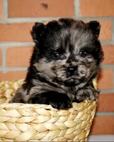 Archie, a male Chow Chow for sale in Greenfield, MO – Photo 3 of 8