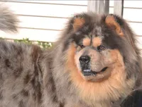 ZEKE, a male Chow Chow for sale in Greenfield, MO – Photo 5 of 10