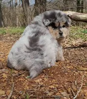 ZEKE, a male Chow Chow for sale in Greenfield, MO – Photo 9 of 10